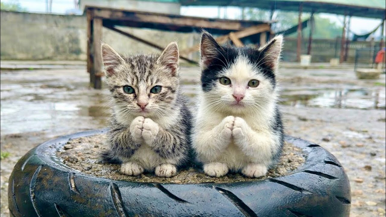 'Don't separate us!' Twin sisters kitten cried tears of joy as they found a real home.
