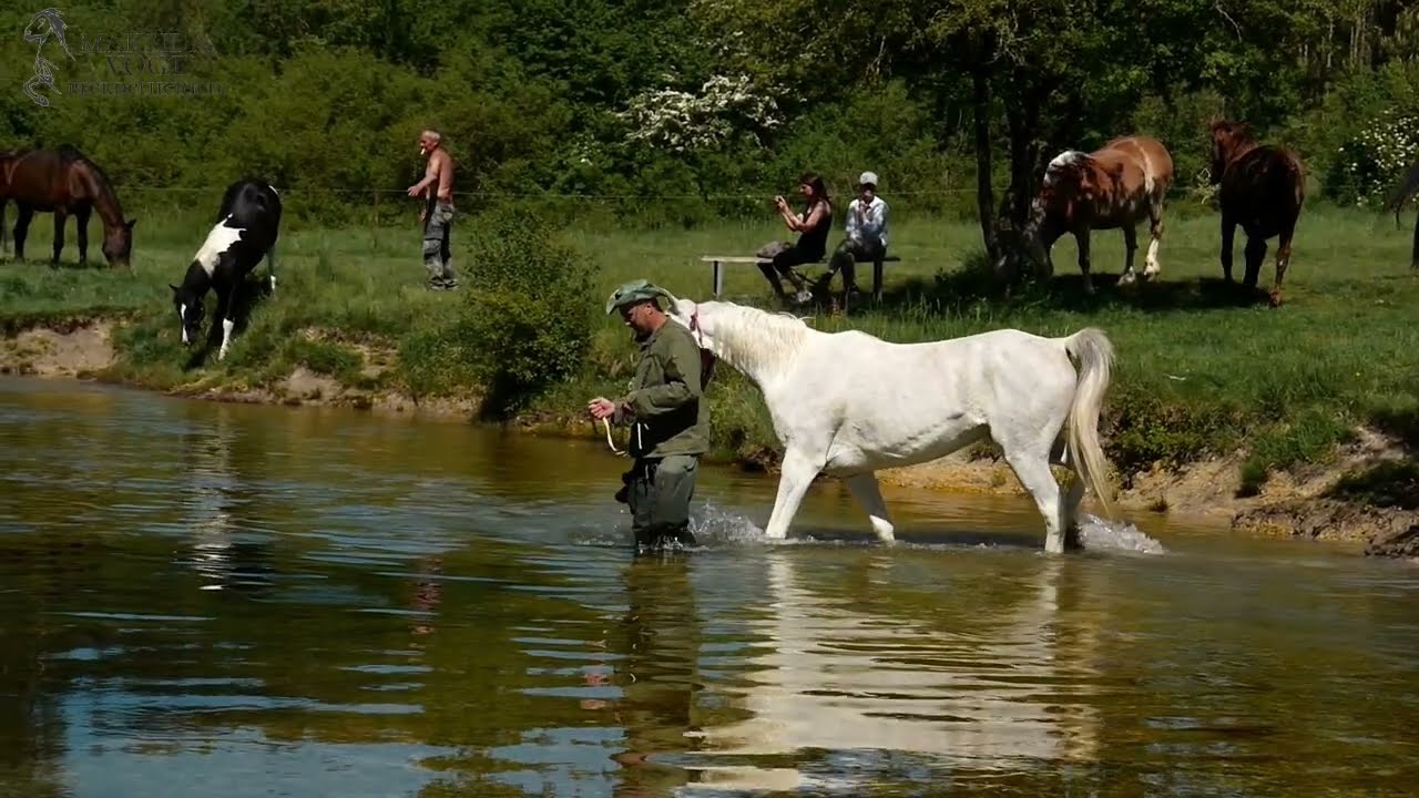 Wir bringen die Pferde auf die neue Weiden! Hufrehepferde grasen und heilen auf fetten Weiden!
