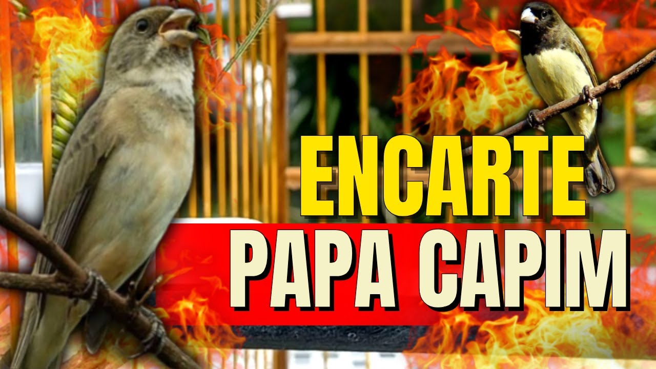 🔴 MELHOR CANTO PAPA-CAPIM FIBRA PARA ENCARTE 🔴 &Aacute;UDIO DE QUALIDADE PARA TURBINAR SEU PAPA-CAPIM 🔴