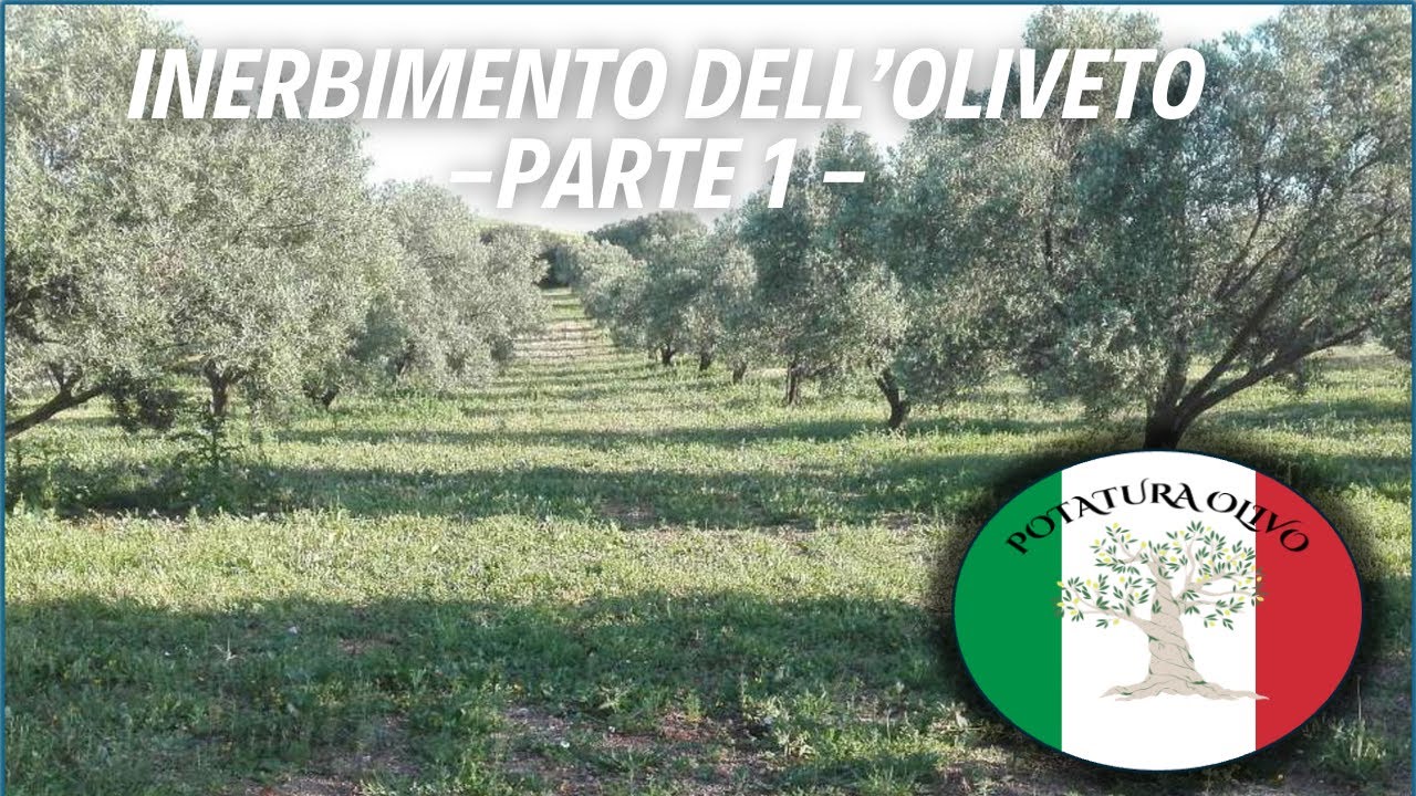 Inerbimento dell'oliveto: PRO e CONTRO - parte 1/3