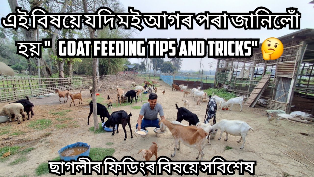 ছাগলীৰ খাদ্য আৰু পুষ্টি |Goat Feeding Tips and Tricks | Goat Farming | Assam |
