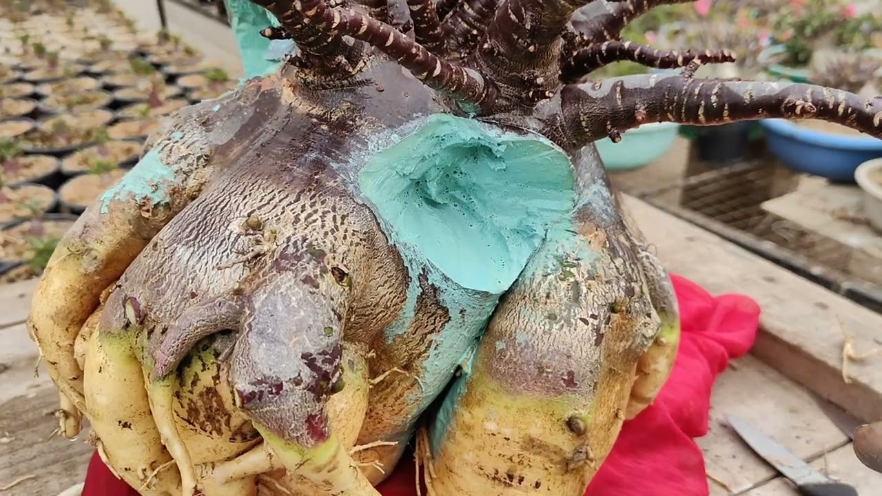 अडेनियम रॉट हो गया है तो फंगीसाइड कैसे लगाए | how to apply fungicide on rotted adenium 