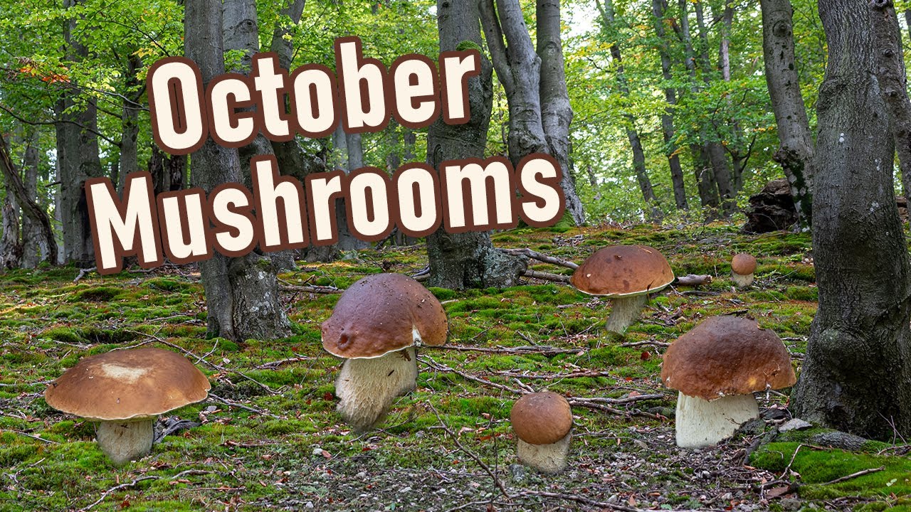 Mushroom Hunting - October 2023 - I Found Many Edible Wild Mushrooms | Funghi Porcini | Boletus
