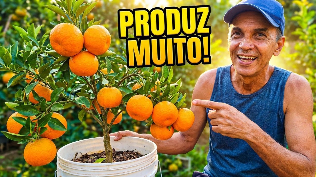 Como fazer o seu pé de #TANGERINA #PONKAN produzir bastante  com frutos sadios