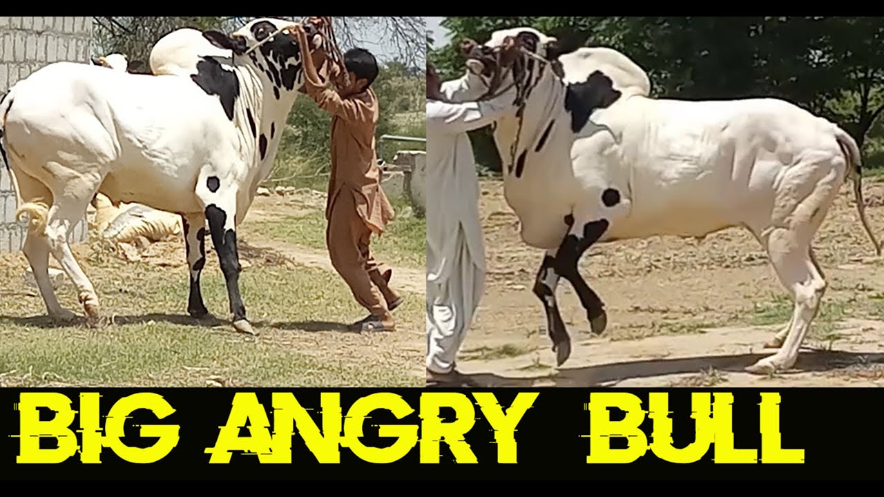 BIG Angry Bull Of Hashim Talagang || Sale Collection 2020 || Dandan Nay Shokeen ||