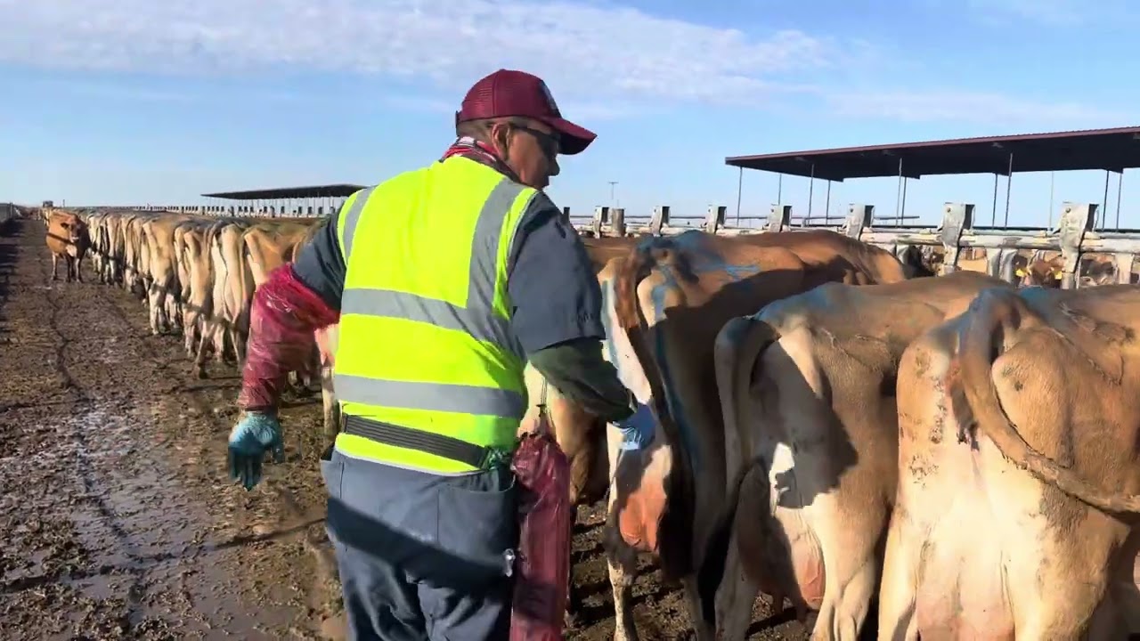 Descongelacion de semen; inseminacion artificial; trabajo de vererinario Mexicano con Visa TN en USA