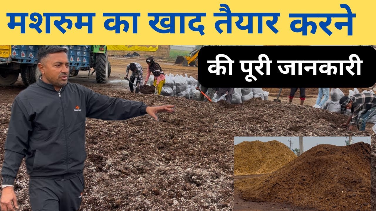 mushroom compost banane ki vidhi || mushroom compost || mushroom compost making at home