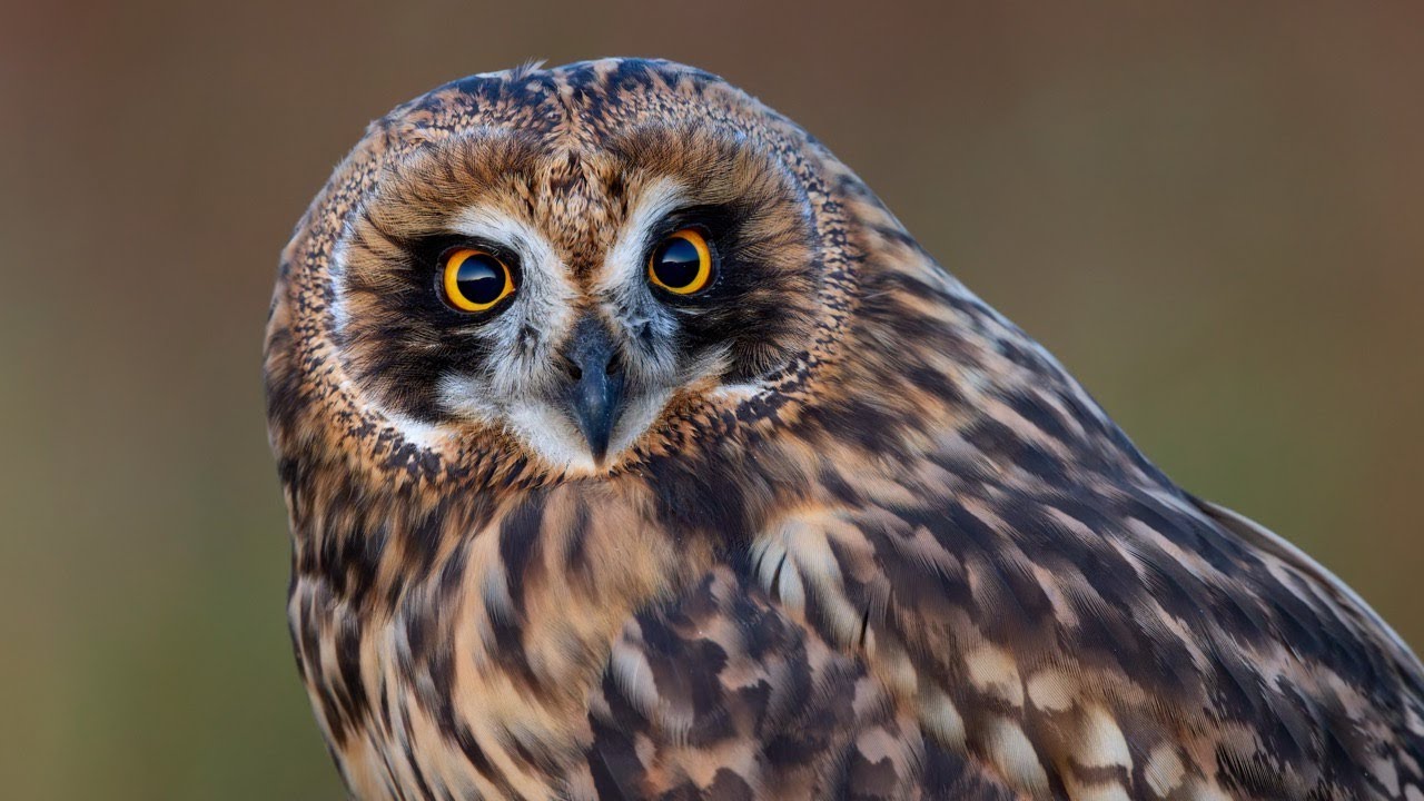 Moose, shorebirds and short-eared owl - photo safari in Norway