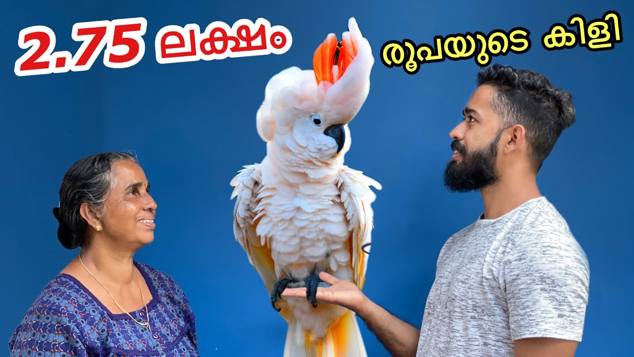 1,50,000/- രൂപയുടെ കിളിയെ വാങ്ങി.. Bought Blue & Gold Macaw