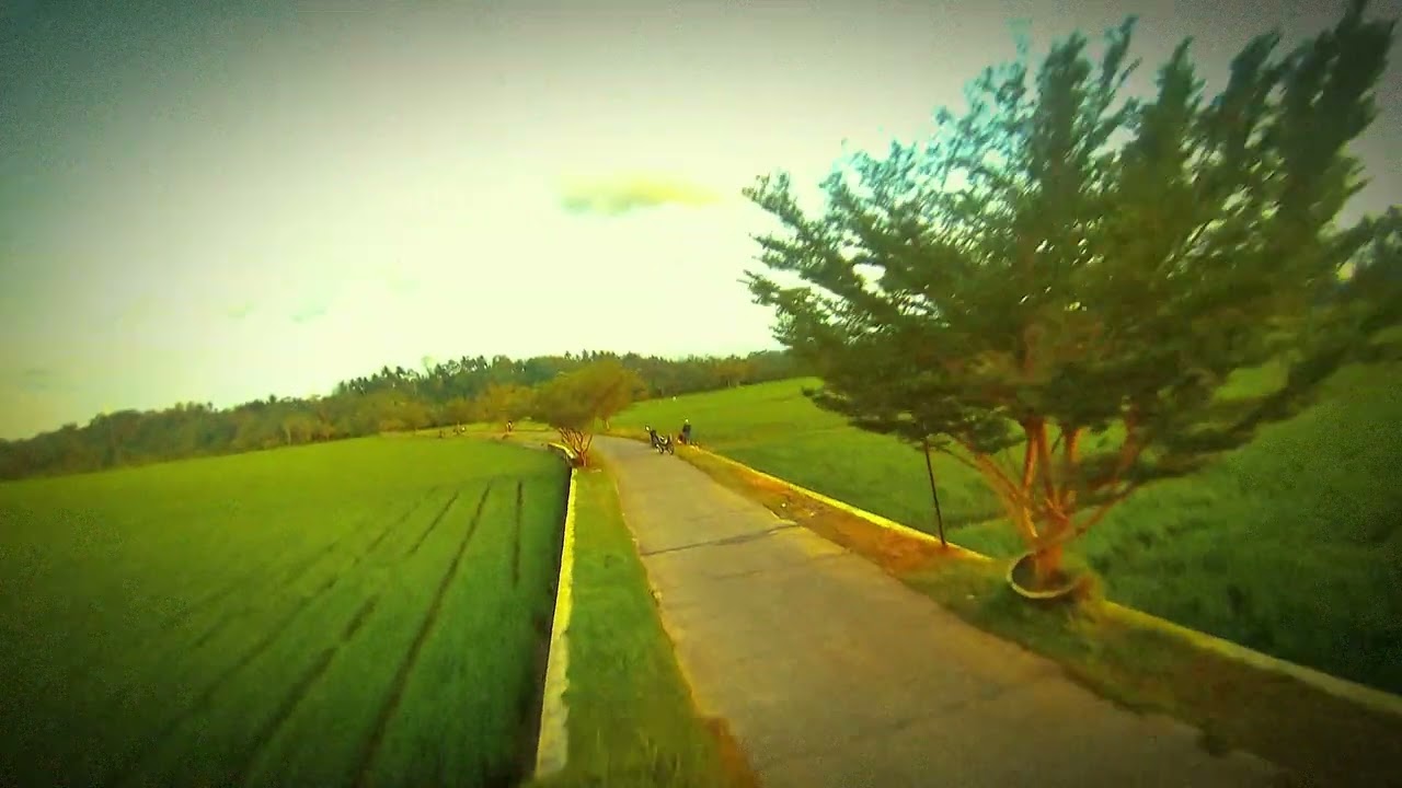 0106 Kondangjajar Paddy Field