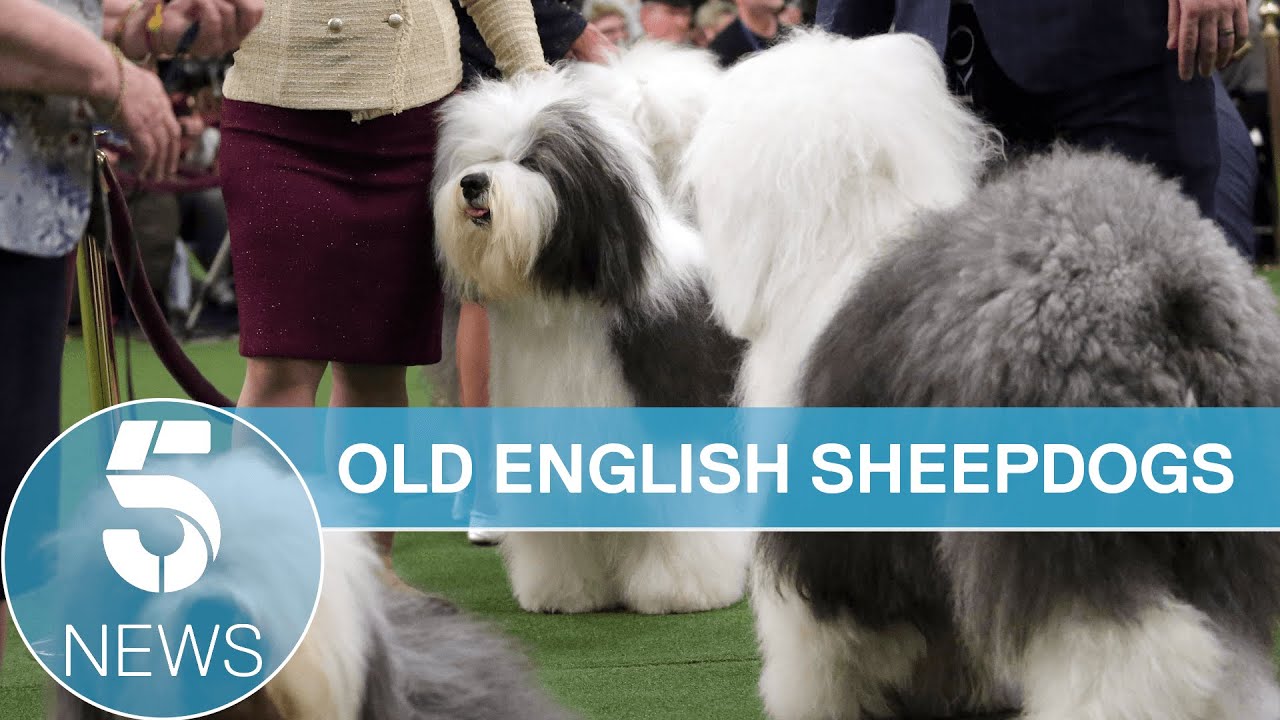 Old English Sheepdog made famous by Dulux classed as vulnerable breed | 5 News