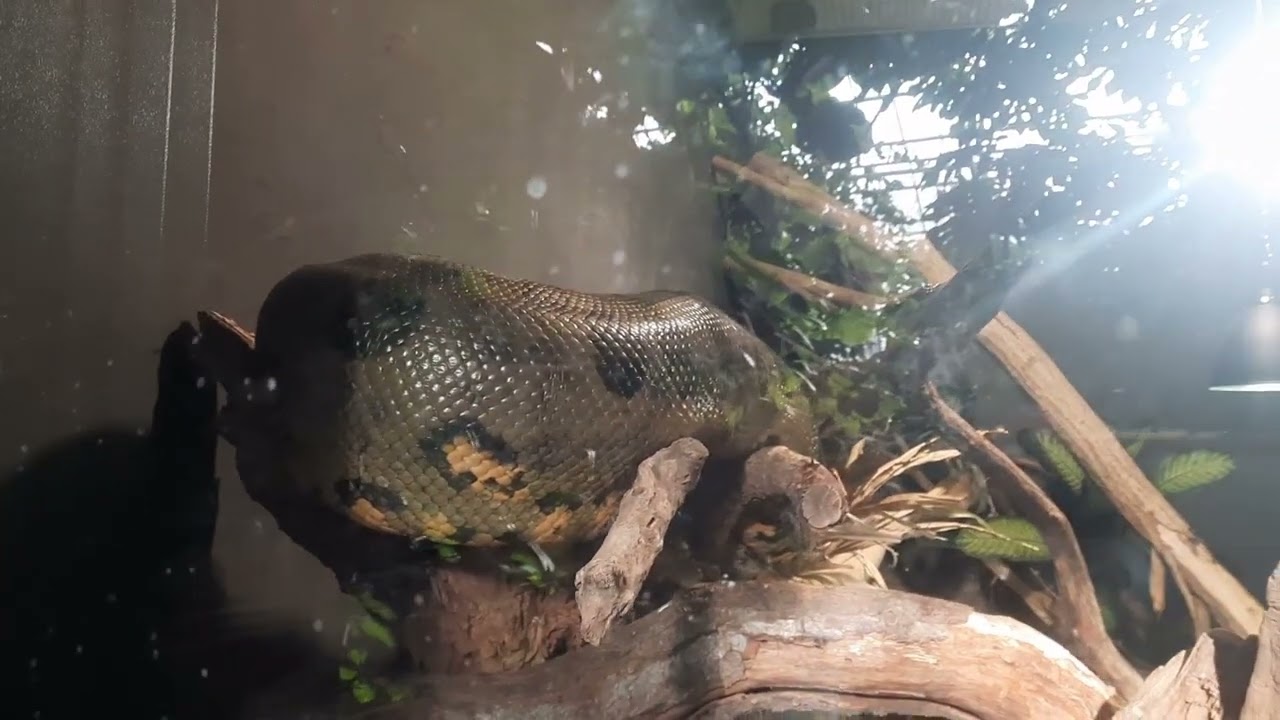 Le zoo de Vincennes en hiver