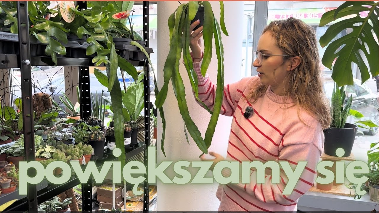 NOWE REGAŁY,  dostawa roślin, 🥹🥹 hoje kolekcjonerskie, duże rośliny