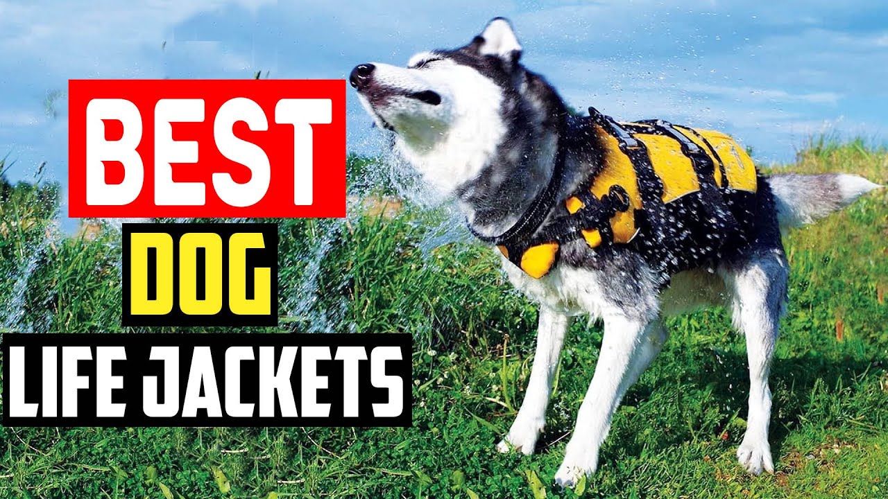 ✅Top 5 Best Dog Life Jackets for Safe Swimming in 2025