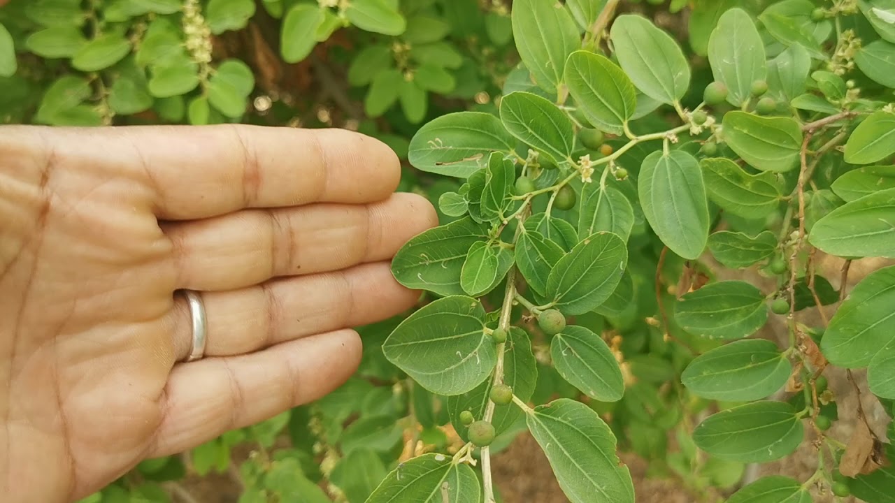 زهرة السدرة وعلاجها