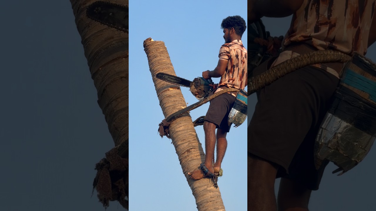 Anbu tree cutting work#coconut#vairal#work#trees#reels