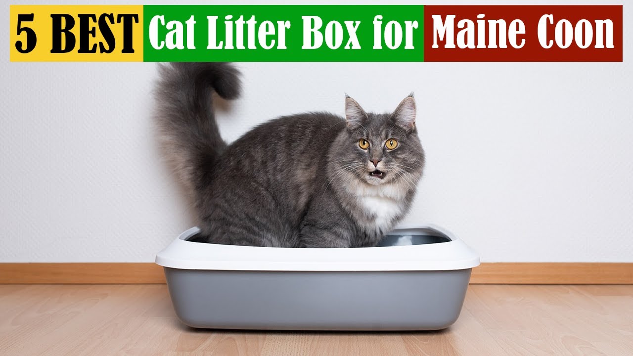 Best Cat Litter Box for Maine Coon of 2025 [Updated]