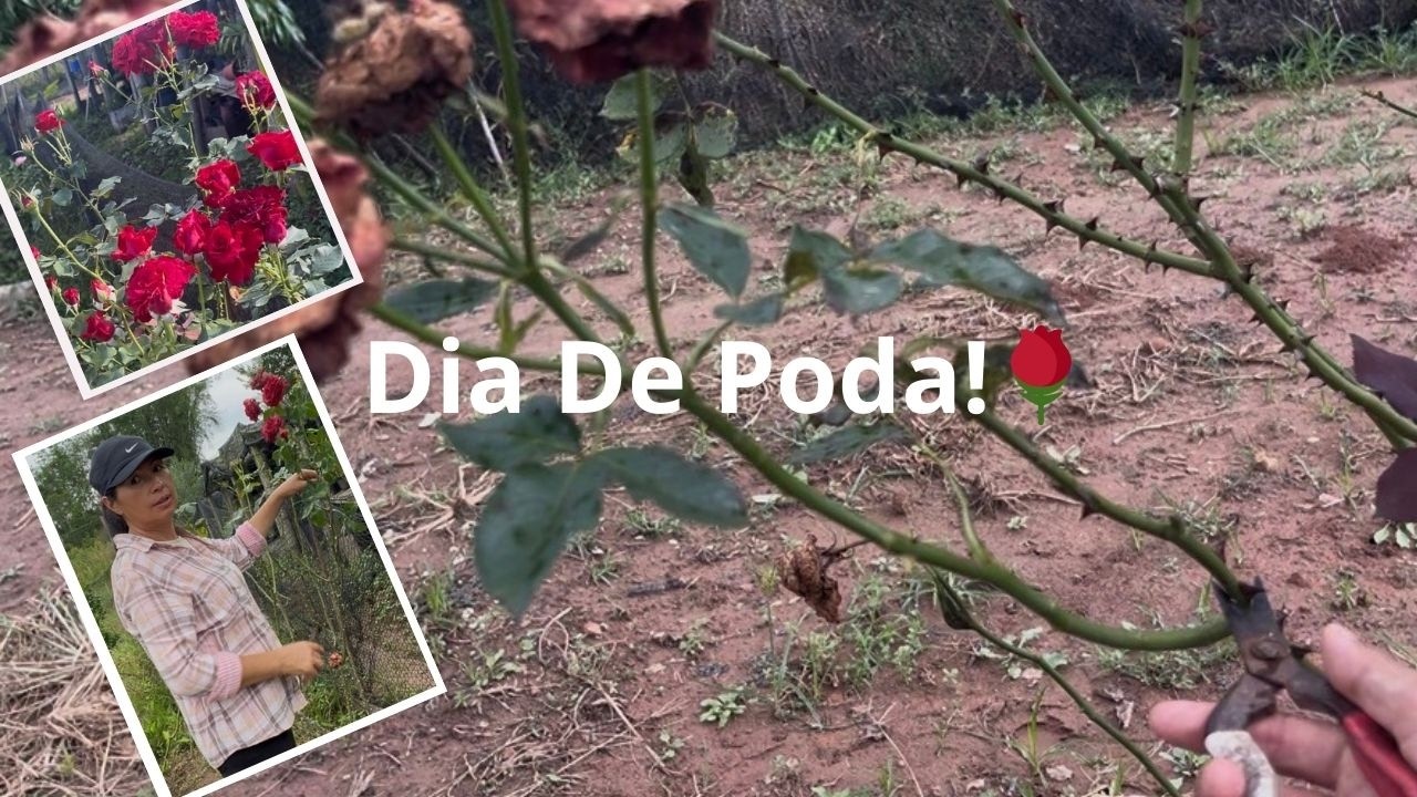 O Segredo da Poda das Minhas Roseiras #RoseGarden,#GardenLife