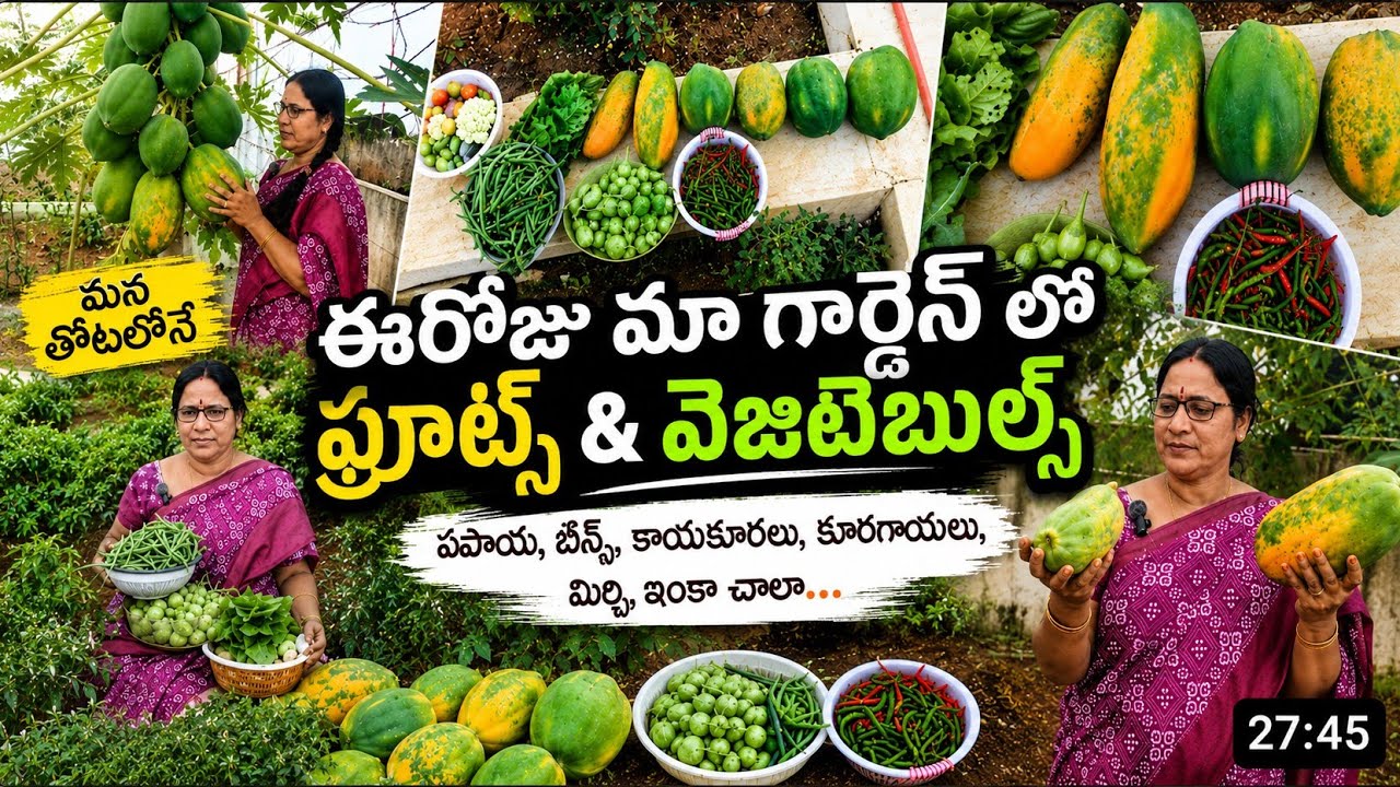 ఈరోజు ప్లాట్ గార్డెన్లో ఫ్రూట్స్ అండ్ వెజిటేబుల్స్ హార్వెస్ట్ 