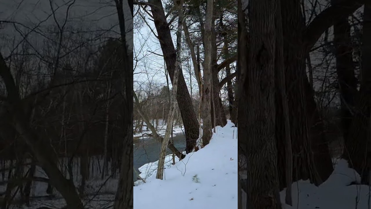 The woodland river Ladyhawkforever livestream 