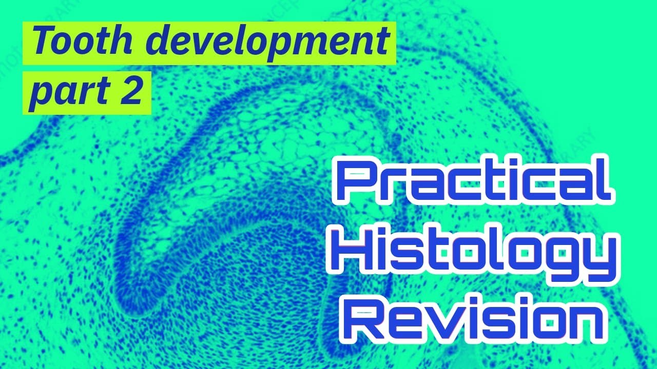 Practical oral histology revision tooth development part 2