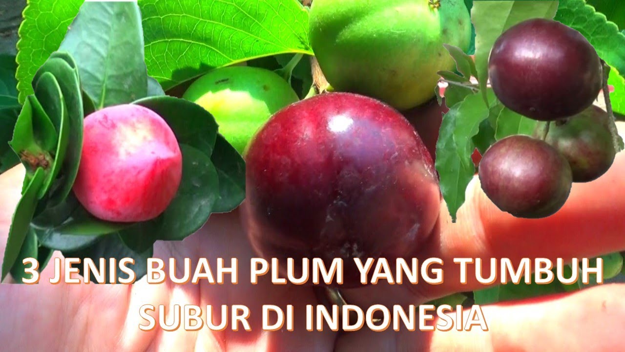 🔴3 Jenis buah plum yang tumbuh subur di Indonesia