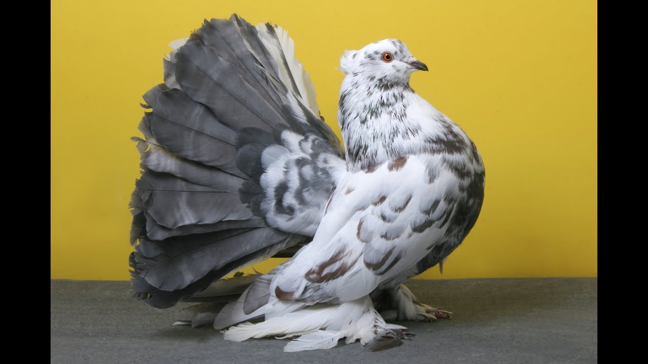 LA Pigeon Club's 2013 Pageant of Pigeons Show