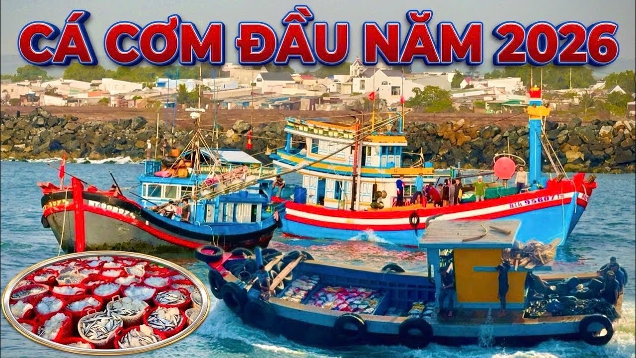 BÙNG NỔ ĐẦU NĂM 2026! Ghe Pha Cập Cảng Lagi – Cá Cơm Tươi Bốc Lên HÀNG TẤN!