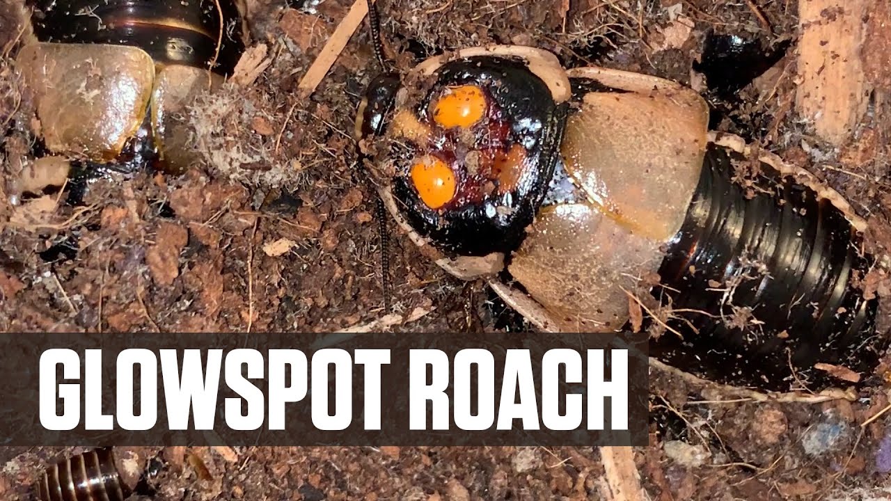 Glowspot Roaches Lucihormetica subcincta