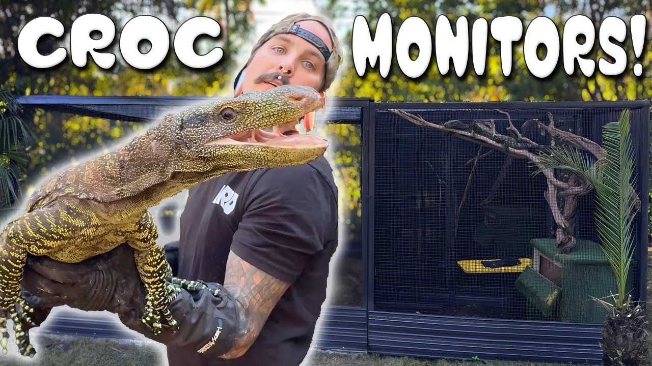 NEW CROC MONITOR ! HES MASSIVE 🤯