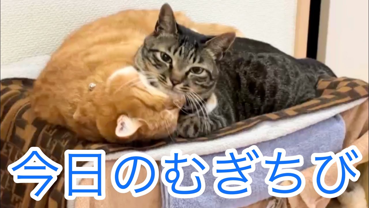 今日のむぎちび🐱