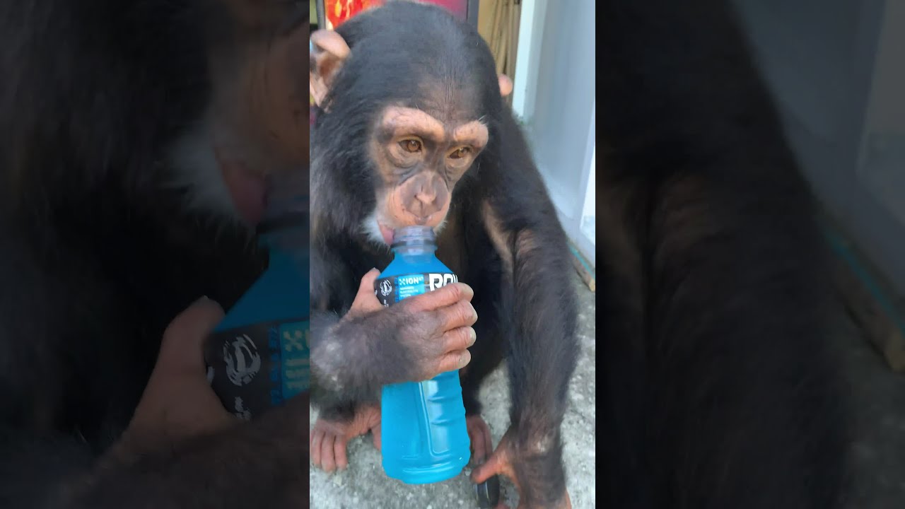 Chimpanzee Goes To the Vending Machine! #SHORTS