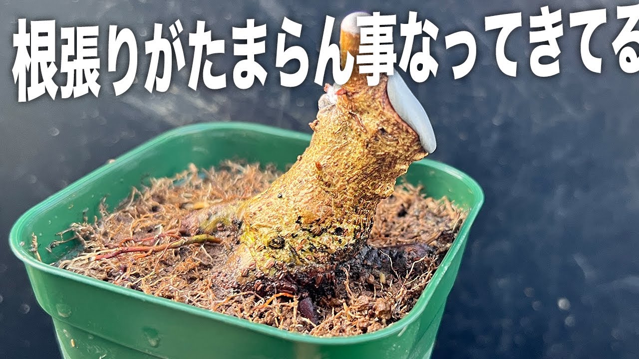 宮様カエデの根張りが良くなってきた #盆栽 #bonsai