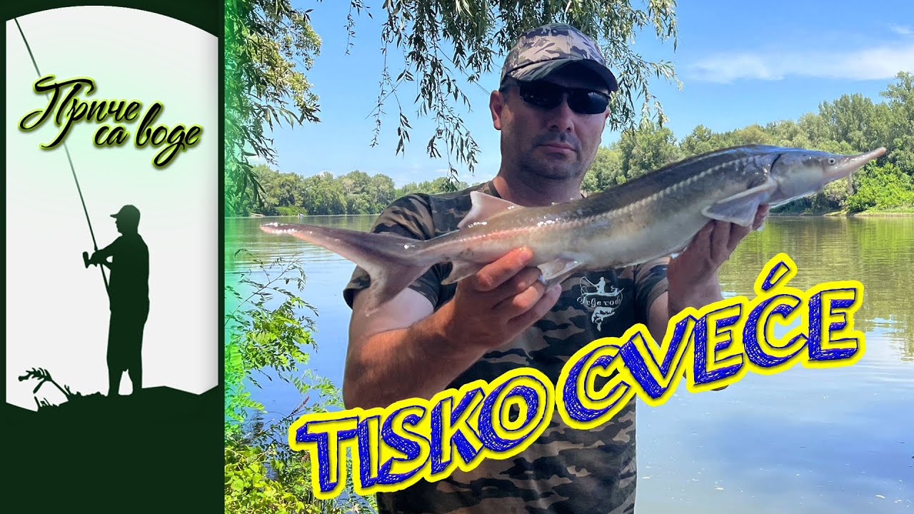 Priče sa vode ep. 248 02.07.2024. Tisko cveće