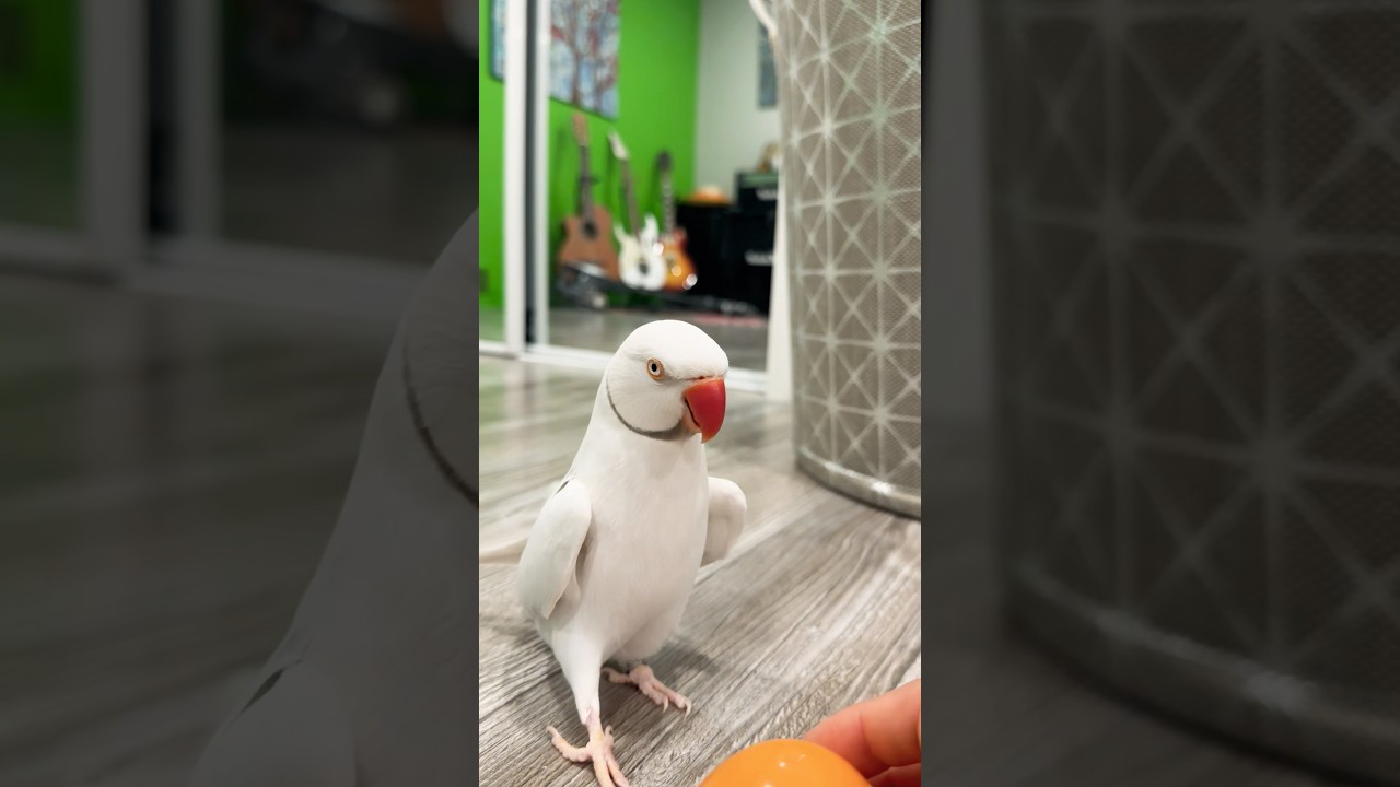 👀🦖😂#indiaringneck #ringneckparrot #talkingparot #petparrot #indianringneck #ringneck #parrot