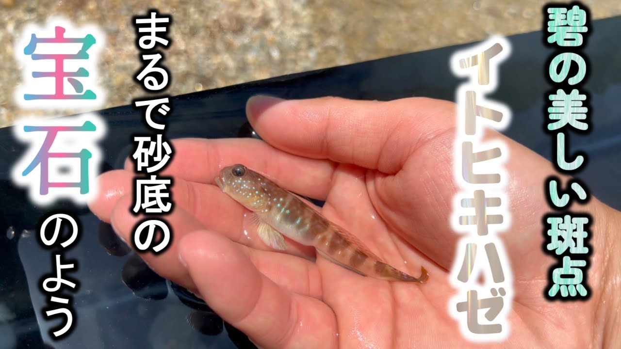 釣り上げたイトヒキハゼを水槽に入れてみた【生き物ふれあい企画part9】