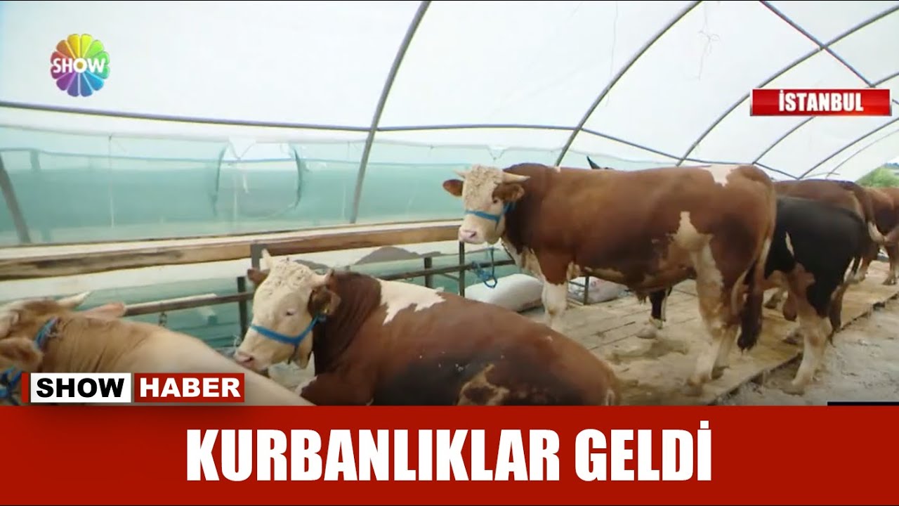 Kurbanlıklar geldi