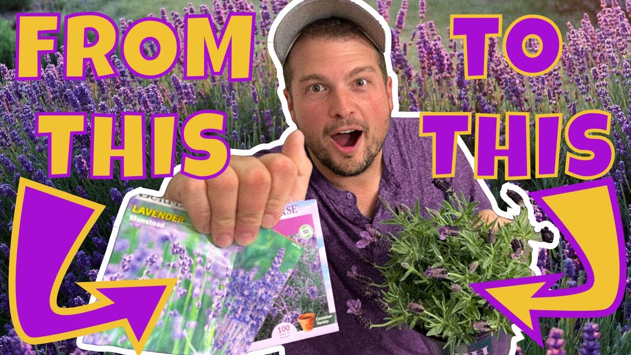 Lavender Plants from Seed?  DO THIS!