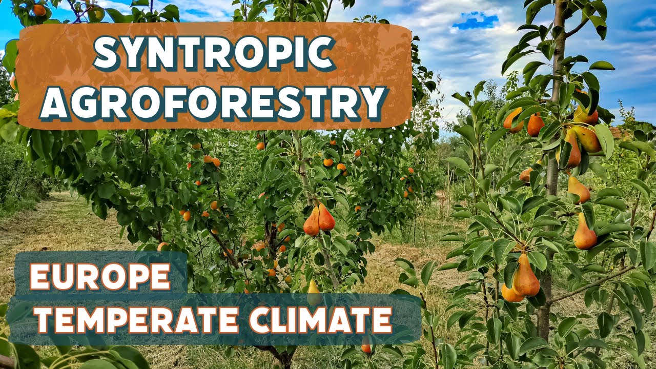 Syntropic Agroforestry in Temperate Climate - 4° year - (North Italy Europe - 12 June 2024)