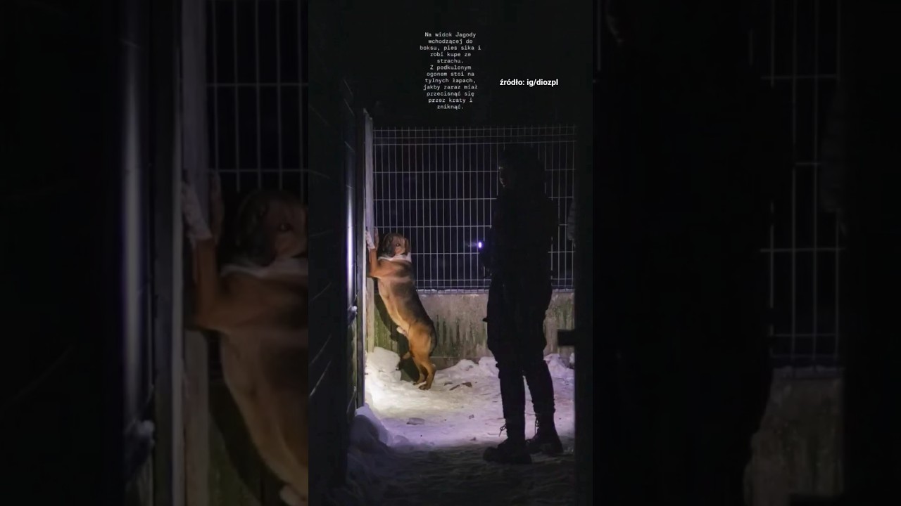 When he saw a man in Sobolewo, he relieved himself 💔 And today? #dioz #dog #shorts #newlife