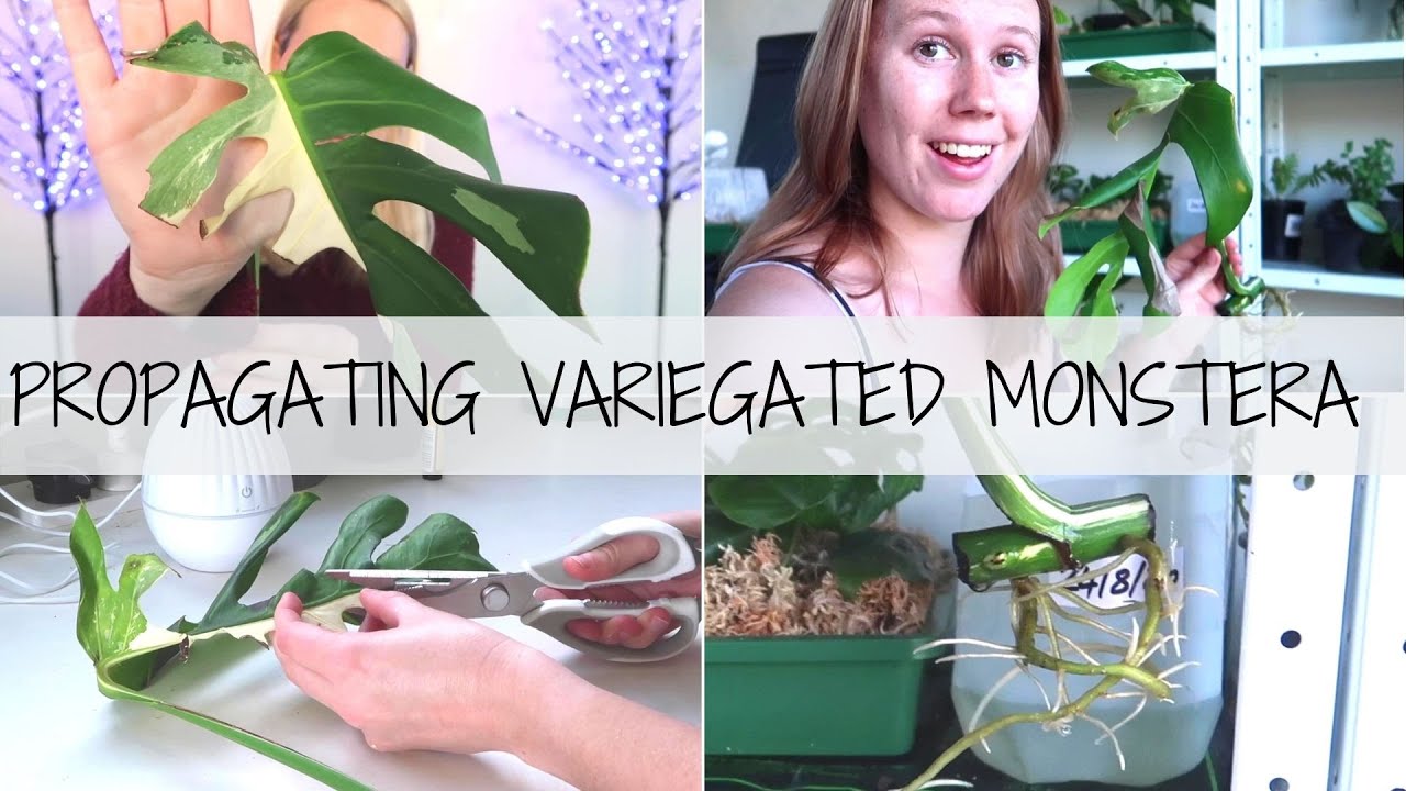 How To Propagate VARIEGATED MONSTERA! 🌱 Cutting Propagation to Planting It Up!