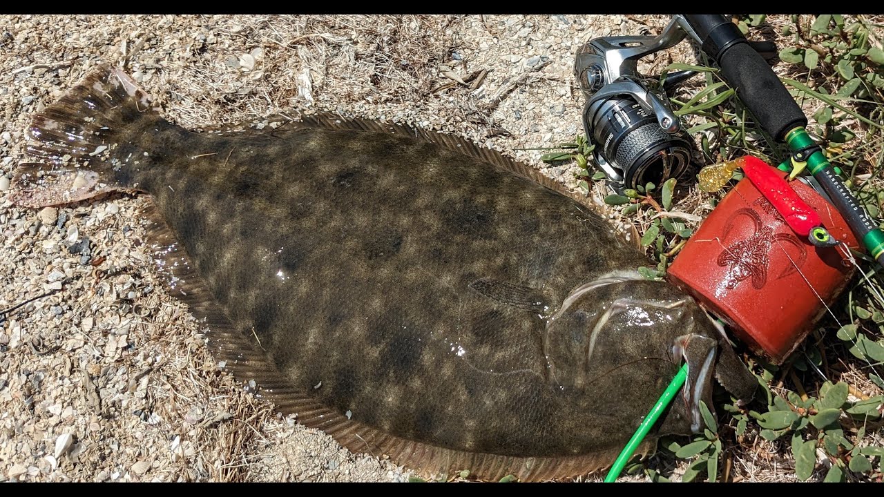 How to Catch FLOUNDER