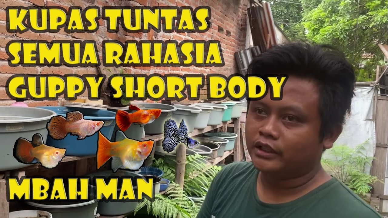 Kupas Tuntas semua sampai tak ada ruang bernafas‼️ | ilmu guppy | ternak guppy | omset puluhan jt