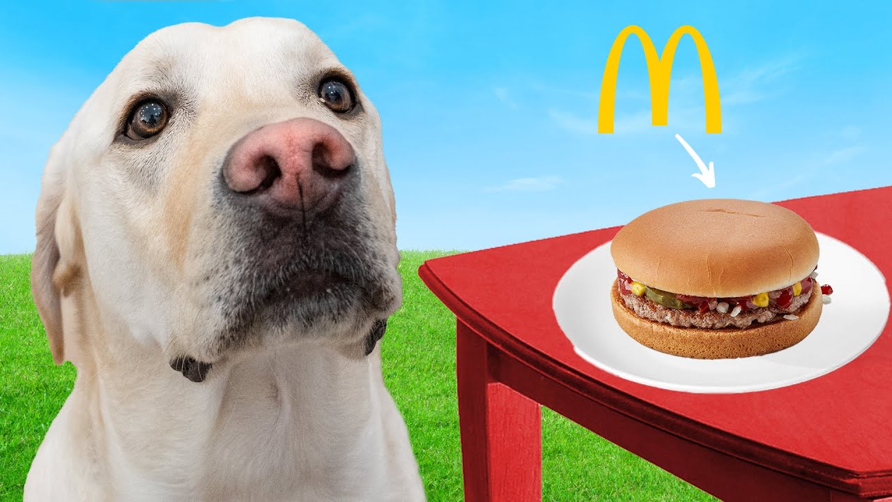 LABRADOR TRIES MCDONALD'S CHEESEBURGER!!