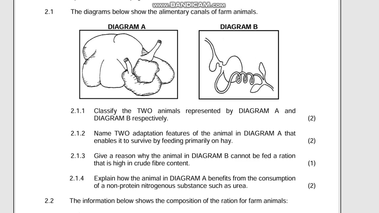 Ruminants and non-Ruminants type questions