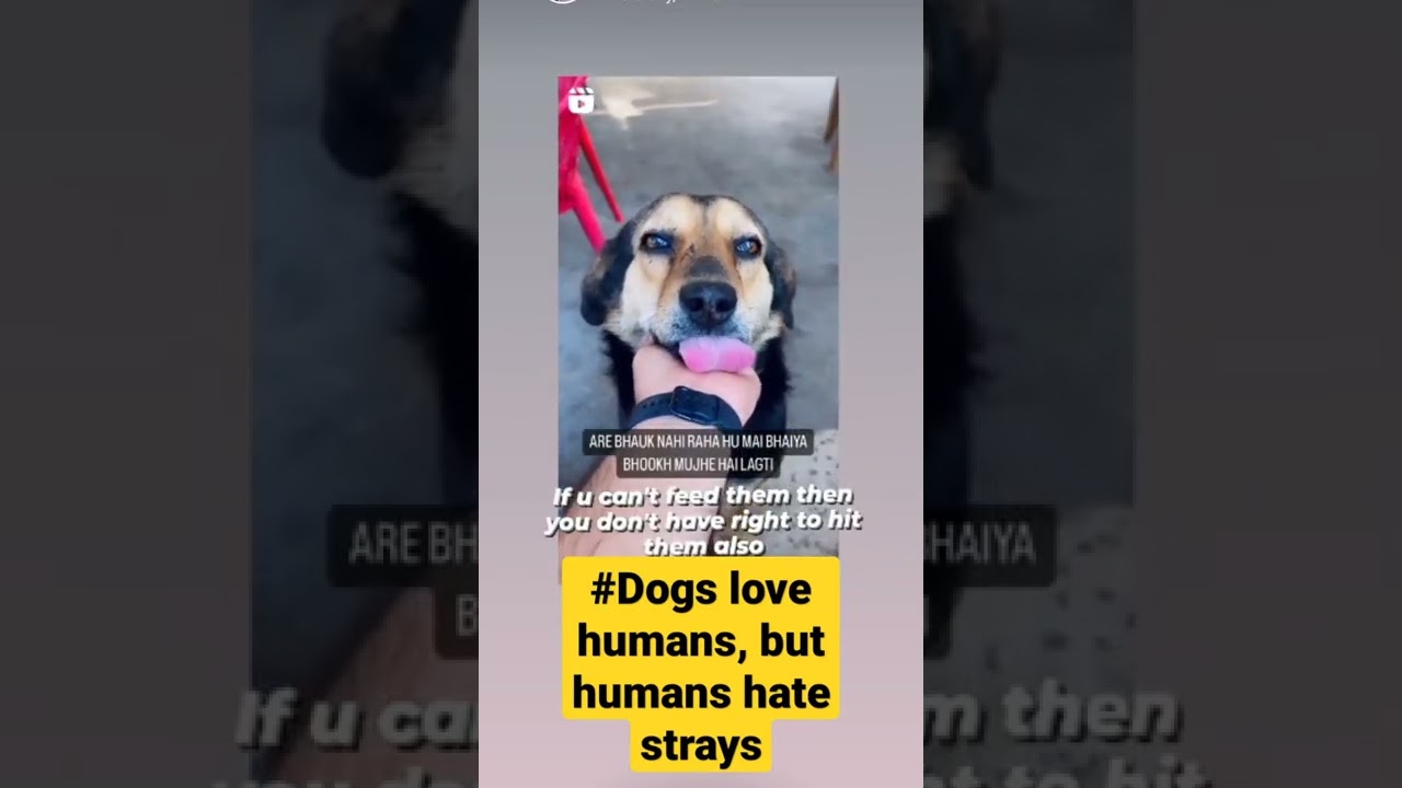 #stray #Dogs #love #humans, #but #humans #hate #stray #dogs