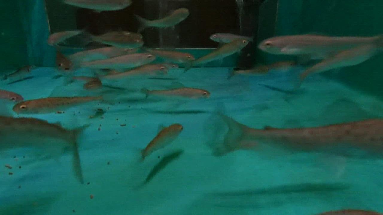 Michigan fish that disappeared from waterways may be coming back