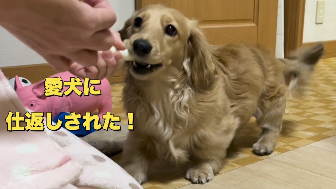 １歳児愛犬が欲張りすぎて食べられなかったガムの仕返しで母を困らせる(大きめミニチュアダックス）