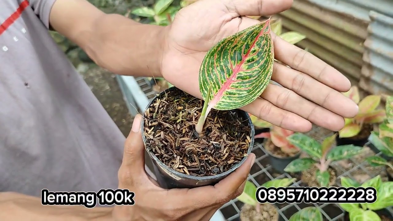 Semua ekonomis langsung saja di sikattt...!!!!!! 