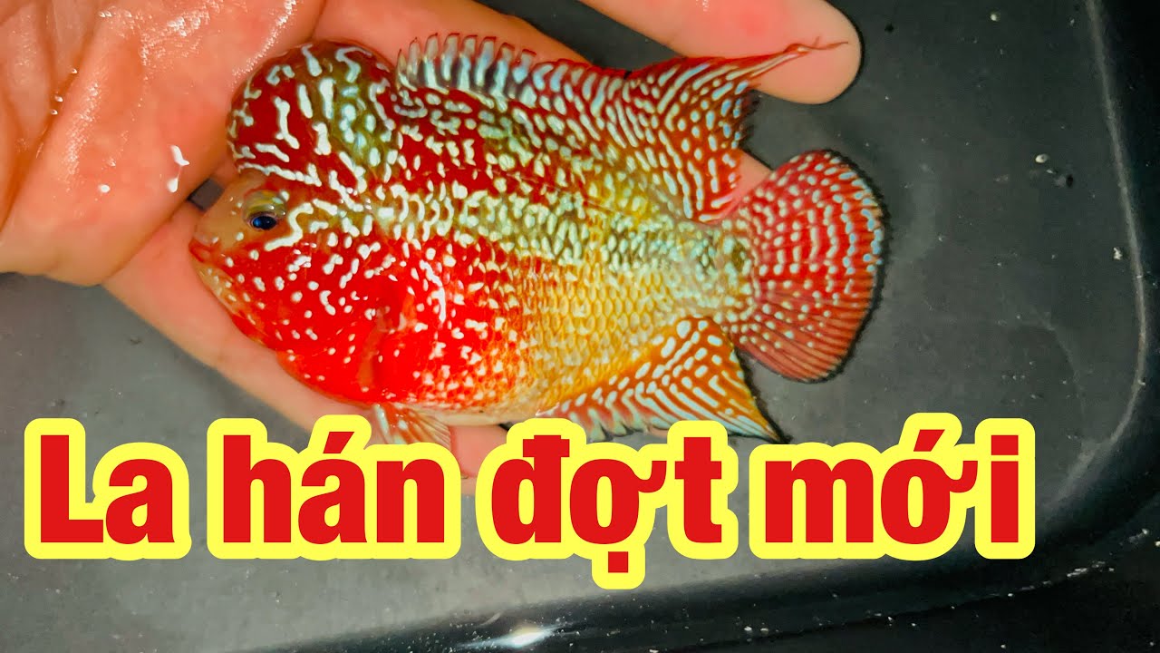 Cc&cmt- Cá la hán kamfa giá rẻ đợt mới 14/6 zalo 0978228003